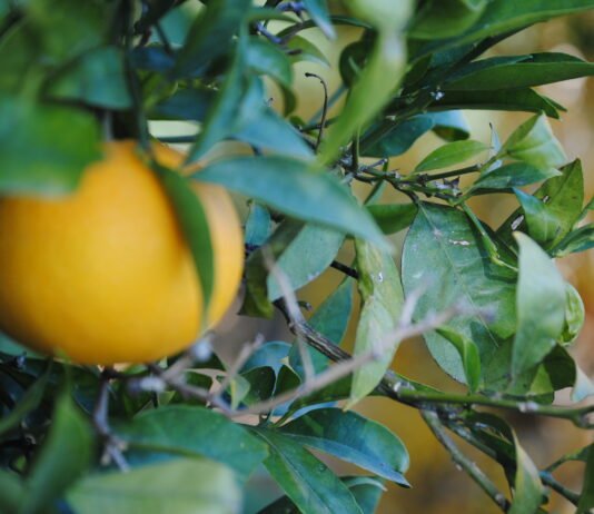 La Región de Murcia destina a la exportación el 85 por ciento de la producción ecológica con Alemania como principal destino