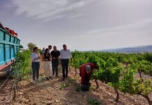 Comienza la vendimia en la Región de Murcia con el objetivo de alcanzar 80.000 toneladas de uva de excelente calidad