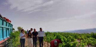 Comienza la vendimia en la Región de Murcia con el objetivo de alcanzar 80.000 toneladas de uva de excelente calidad