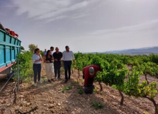 Comienza la vendimia en la Región de Murcia con el objetivo de alcanzar 80.000 toneladas de uva de excelente calidad