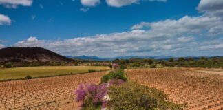 Unas 300.000 personas utilizaron las vías verdes de la Región de Murcia durante la primera mitad del año