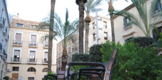 Las elevadas temperaturas obliga al Ayuntamiento de Alicante a prorrogar la lucha contra las cucarachas