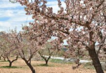 Murcia celebra el Día de la Agricultura poniendo de relieve la apuesta por la tecnología, la sostenibilidad y la eficiencia