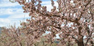 Murcia celebra el Día de la Agricultura poniendo de relieve la apuesta por la tecnología, la sostenibilidad y la eficiencia