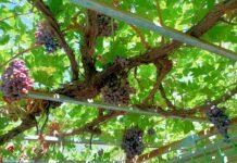 Agricultura prevé aumentar hasta el 15% la compra pública de productos ecológicos en 2023 en la Comunidad Valenciana