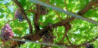 Agricultura prevé aumentar hasta el 15% la compra pública de productos ecológicos en 2023 en la Comunidad Valenciana