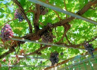 Agricultura prevé aumentar hasta el 15% la compra pública de productos ecológicos en 2023 en la Comunidad Valenciana