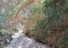 A estas alturas de otoño la Confederación Hidrográfica del Júcar sigue sin desbrozar el Barranco de las Ovejas de Alicante