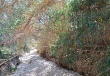 A estas alturas de otoño la Confederación Hidrográfica del Júcar sigue sin desbrozar el Barranco de las Ovejas de Alicante