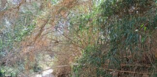 A estas alturas de otoño la Confederación Hidrográfica del Júcar sigue sin desbrozar el Barranco de las Ovejas de Alicante