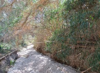 A estas alturas de otoño la Confederación Hidrográfica del Júcar sigue sin desbrozar el Barranco de las Ovejas de Alicante