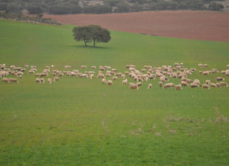 2.100 agricultores y ganaderos de Murcia se benefician de las ayudas millonarias para asesoramiento a las explotaciones agrarias