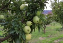 La Comunidad de Murcia prepara ya actuaciones para el sector hortofrutícola en EEUU, Países Bajos y Oriente Medio