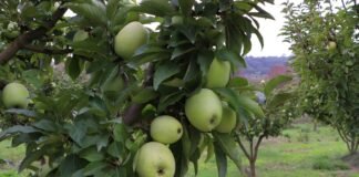 La Comunidad de Murcia prepara ya actuaciones para el sector hortofrutícola en EEUU, Países Bajos y Oriente Medio