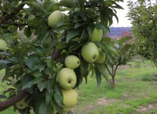 La Comunidad de Murcia prepara ya actuaciones para el sector hortofrutícola en EEUU, Países Bajos y Oriente Medio