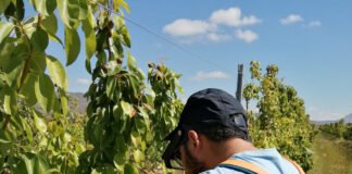 El IMIDA avanza en el desarrollo de programas de control biológico de plagas para reducir el uso de pesticidas y fomentar la sostenibilidad en Murcia