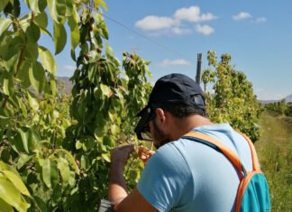 El IMIDA avanza en el desarrollo de programas de control biológico de plagas para reducir el uso de pesticidas y fomentar la sostenibilidad en Murcia