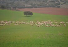 Mazón aumenta de forma limosnera las ayudas a las explotaciones ganaderas en el ejercicio de 2025