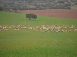 La consejera de agricultura valenciana solicita una prórroga hasta 2025 para la implementación del cuaderno digital de explotación agrícola