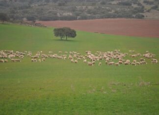La Unión Europea niega zonas afectadas por glifosato en la agricultura de los países miembros