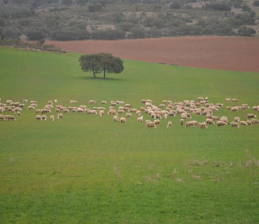 La Unión Europea niega zonas afectadas por glifosato en la agricultura de los países miembros