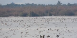 El Hondo de Elche Crevillent registra uno de los mayores censos de aves de toda la serie histórica