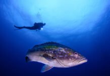 La Región de Murcia exhibe su oferta como destino de buceo todo el año en el encuentro «Sumérgete»
