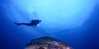 La Región de Murcia exhibe su oferta como destino de buceo todo el año en el encuentro «Sumérgete»