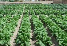 El regadío histórico de l’Horta de València recibe la certificación de la FAO como Patrimonio Agrícola Mundial