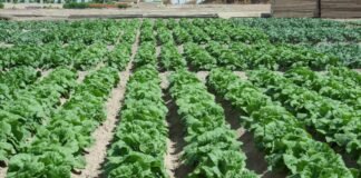 El regadío histórico de l’Horta de València recibe la certificación de la FAO como Patrimonio Agrícola Mundial