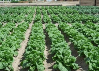 El regadío histórico de l’Horta de València recibe la certificación de la FAO como Patrimonio Agrícola Mundial