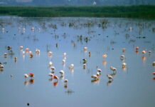 El Consell destina 375.000 euros a los regantes del Parque Natural El Hondo de Elche para fijar las condiciones de gestión hídrica
