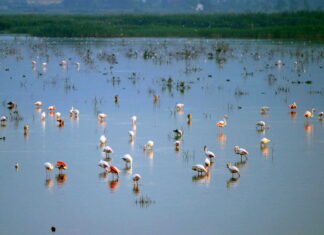 El Consell destina 375.000 euros a los regantes del Parque Natural El Hondo de Elche para fijar las condiciones de gestión hídrica