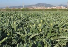 Agricultura traslada su apoyo al sector de la alcachofa de la Comunidad Valenciana