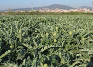 Agricultura traslada su apoyo al sector de la alcachofa de la Comunidad Valenciana