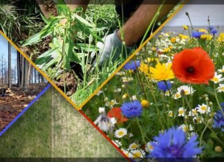 El proyecto Bosque de Aloy ya ha plantado más de seiscientos mil árboles en todo el mundo