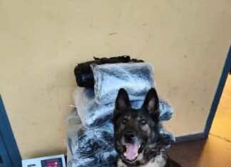 Nuevo golpe contra la droga en Alicante de la mano de su policía local