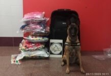 Un perro de la policía local de Alicante detecta once kilos de marihuana envueltos entre ajos y especias