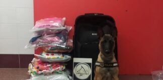 Un perro de la policía local de Alicante detecta once kilos de marihuana envueltos entre ajos y especias