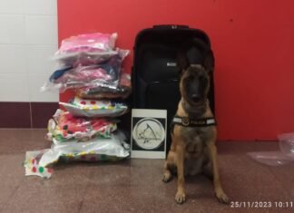Un perro de la policía local de Alicante detecta once kilos de marihuana envueltos entre ajos y especias
