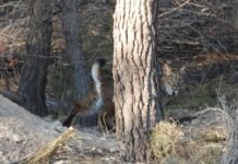 La Comunidad de Murcia organiza en Lorca la entrega anual de distinciones a la Conservación del Lince Ibérico