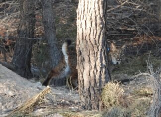 La Comunidad de Murcia organiza en Lorca la entrega anual de distinciones a la Conservación del Lince Ibérico