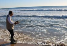 Murcia bate el récord en 2023 con más liberaciones de tortuga boba de los últimos 5 años en el Mar Menor