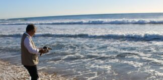 Murcia bate el récord en 2023 con más liberaciones de tortuga boba de los últimos 5 años en el Mar Menor