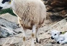 Agricultura confirma el primer caso del virus de la Lengua Azul en Orihuela