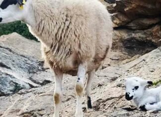 Agricultura confirma el primer caso del virus de la Lengua Azul en Orihuela