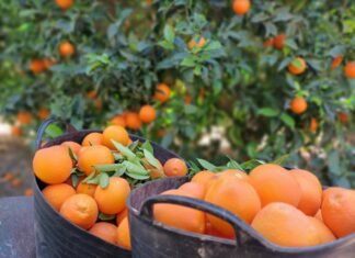 La Junta de Andalucía destina 130 millones para consolidar a jóvenes agricultores como titulares de explotaciones