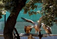 La Comunidad de Madrid logra récord de ingresos en su Centro de Recuperación de Animales Silvestres con casi 8.000 ejemplares