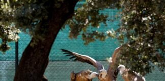 La Comunidad de Madrid logra récord de ingresos en su Centro de Recuperación de Animales Silvestres con casi 8.000 ejemplares