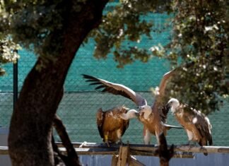 La Comunidad de Madrid logra récord de ingresos en su Centro de Recuperación de Animales Silvestres con casi 8.000 ejemplares